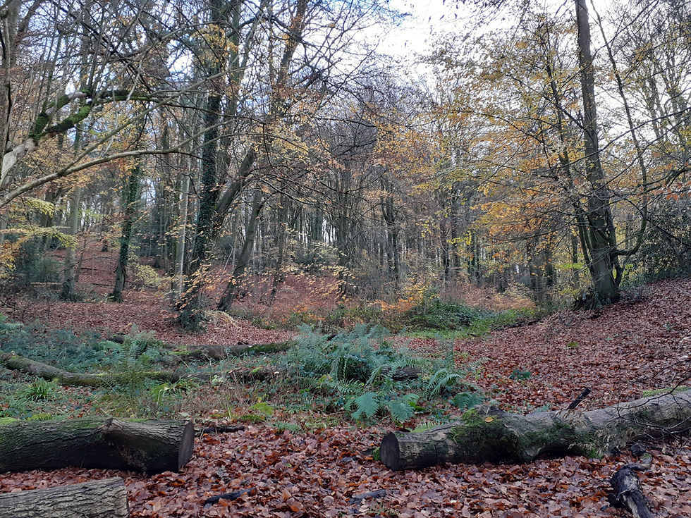 Autumnal beech trees in a Gloucestershire woodland displaying bronzing leaves.