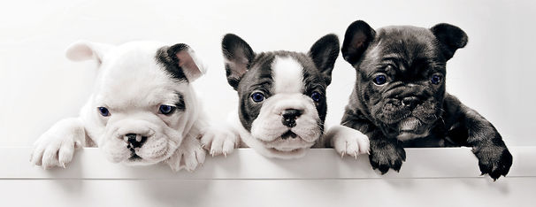 three puppies