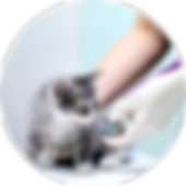 Flourish Productivity Bullet Point (1).p