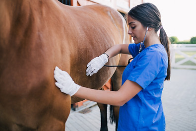 Veterinarian examining horse. Selective
