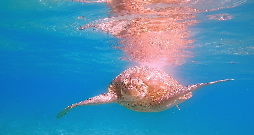 Une tortue verte près de German Island à Port Barton Palawan