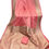 Thumbnail: Gorgeous Pink  Banarasi Handloom katan Pattu Silk Saree