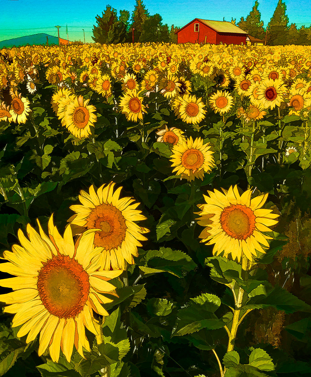 Sunflowers with Barn 18x24