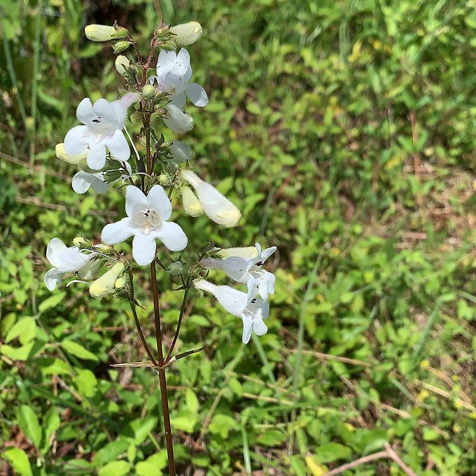 Foxglove Beardtongue