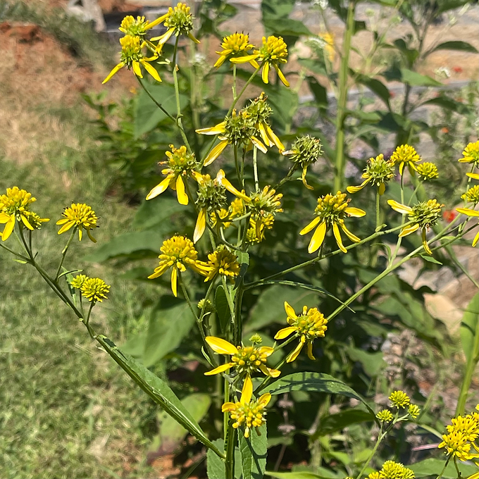 Yellow Wingstem