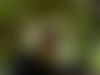 Genetic link in primate points to source of adaption and longevity in capuchins