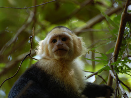 Genetic link in primate points to source of adaption and longevity in capuchins