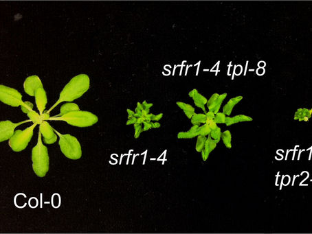 Defense or growth: a complicated balance