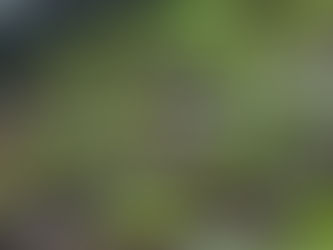 Shining Light on Plant Reaction