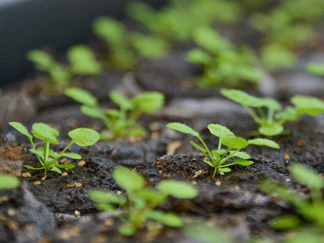 Shining Light on Plant Reaction