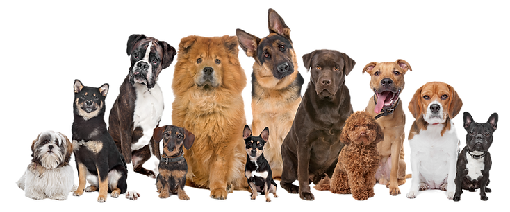 dogs