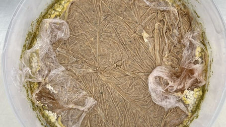 Análisis de la evolución del pH en Garums Cárnicos y Marinos