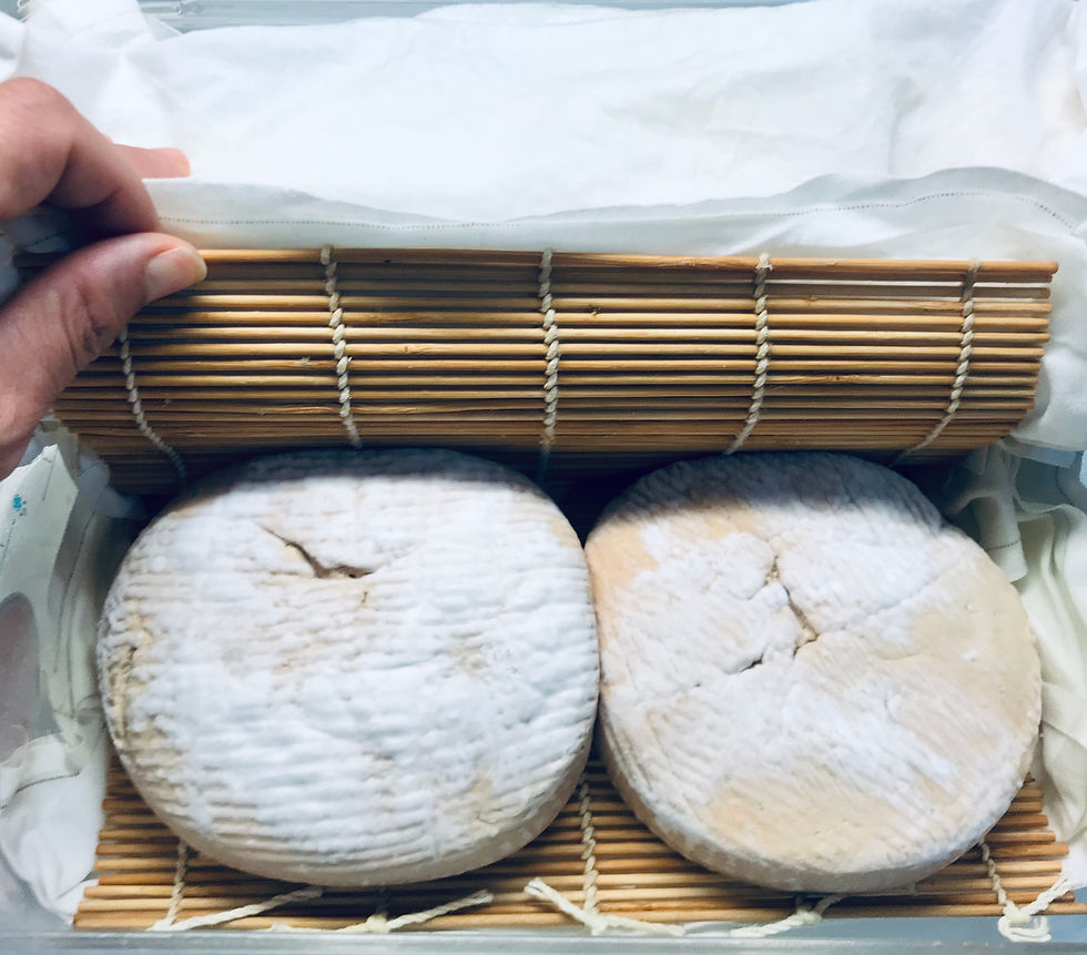 Desarrollo del hongo en superficie Queso Camembert de Foie