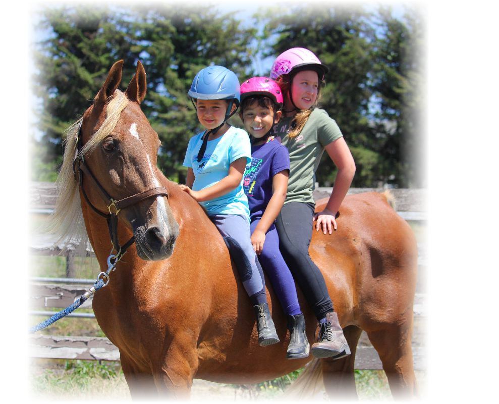 horse training in Santa Rosa