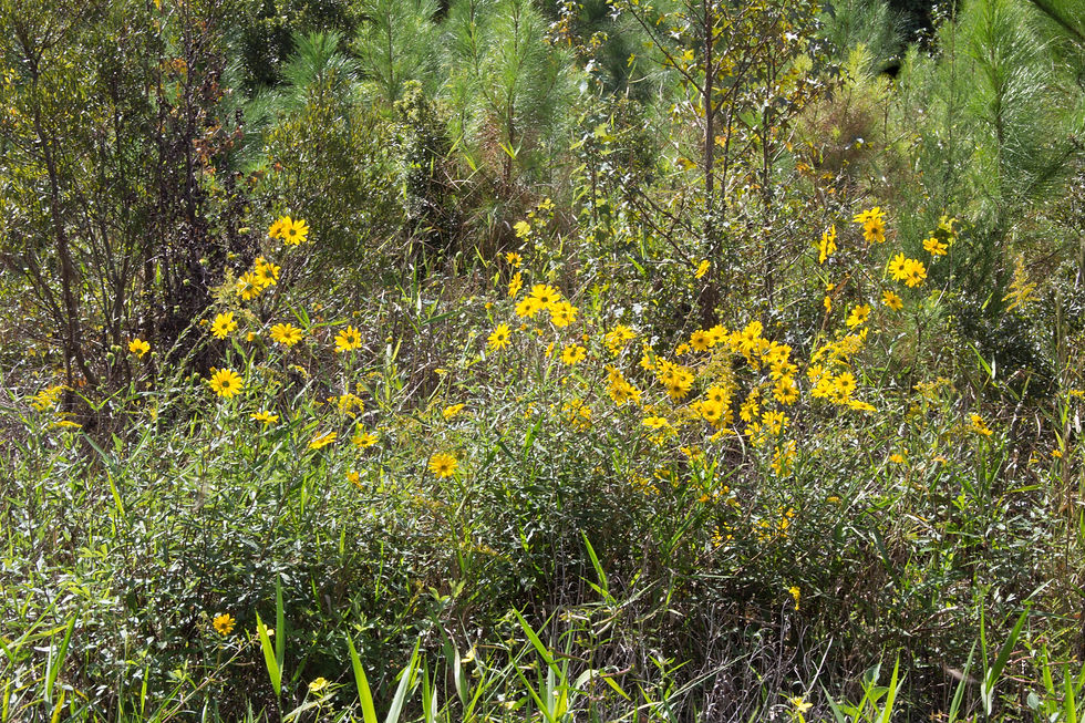 Thumbnail: Exotic orange delight