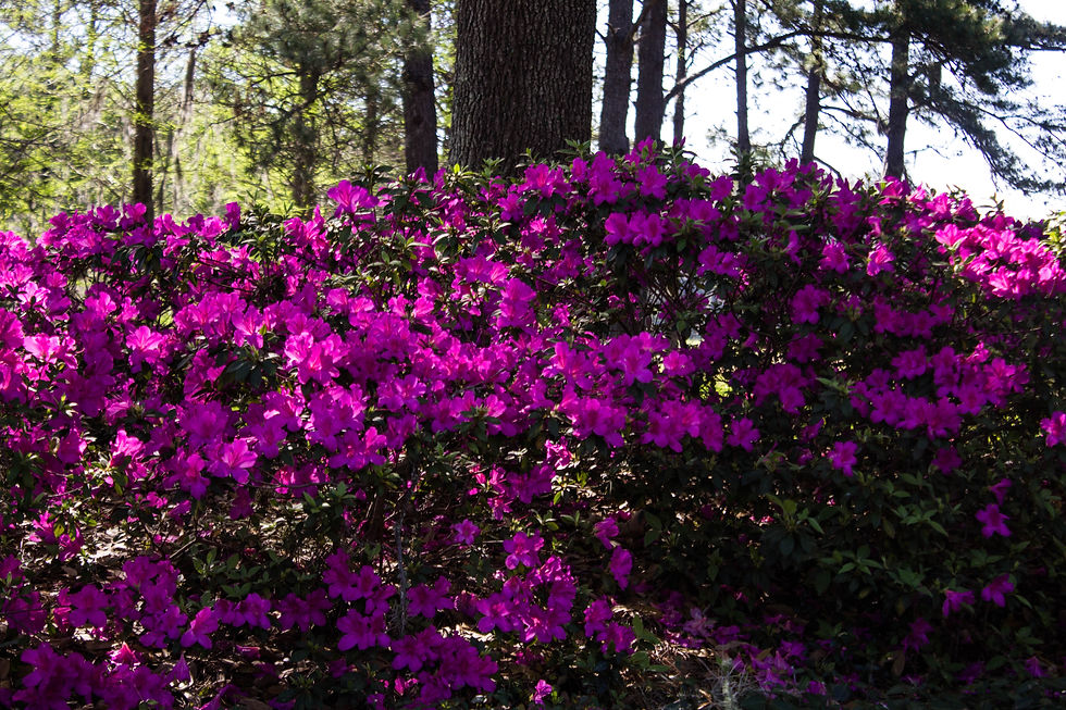 Thumbnail: Sunflowers