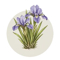 CRCL-Dwarf-Iris.webp