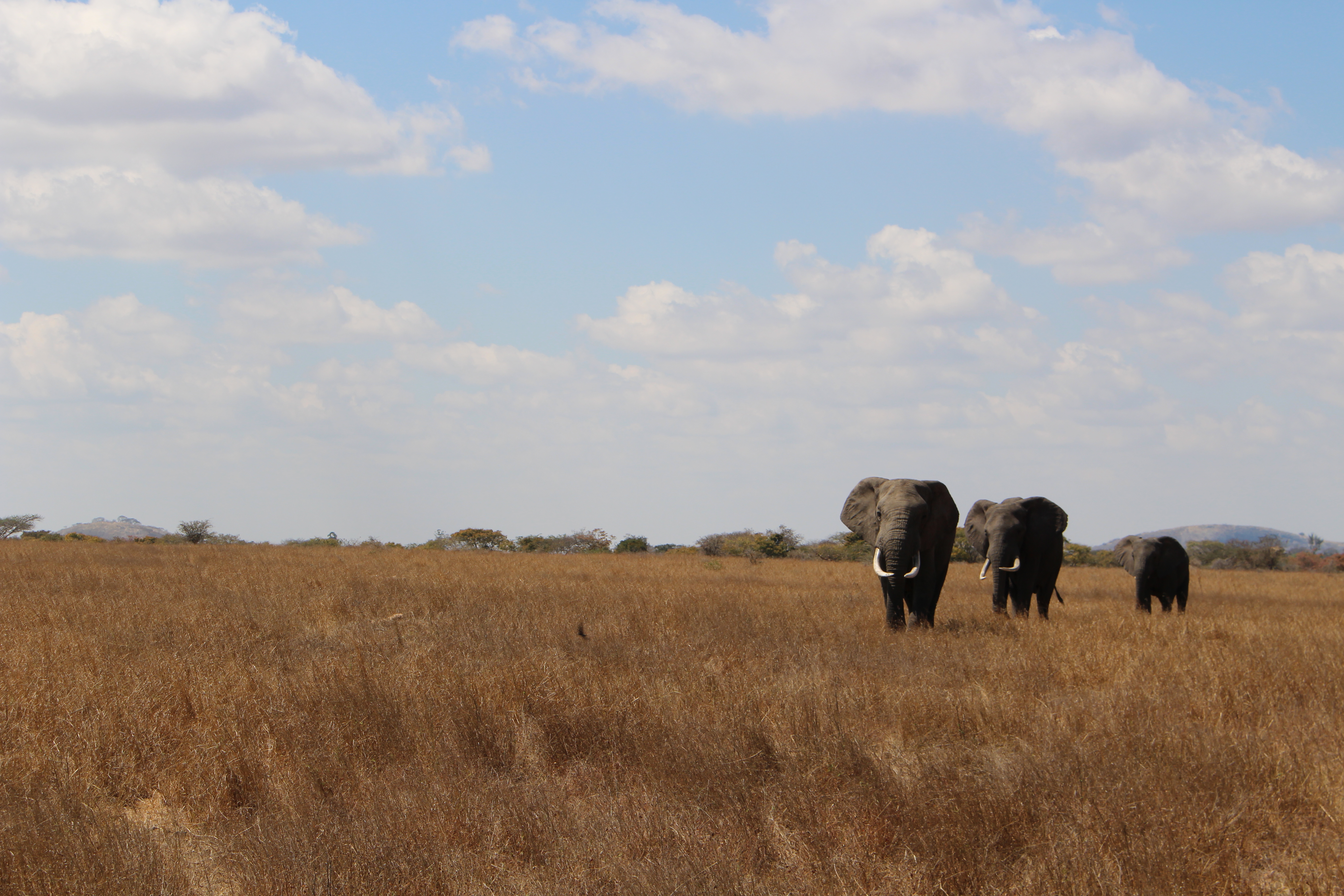 Last stop was an incredible safari