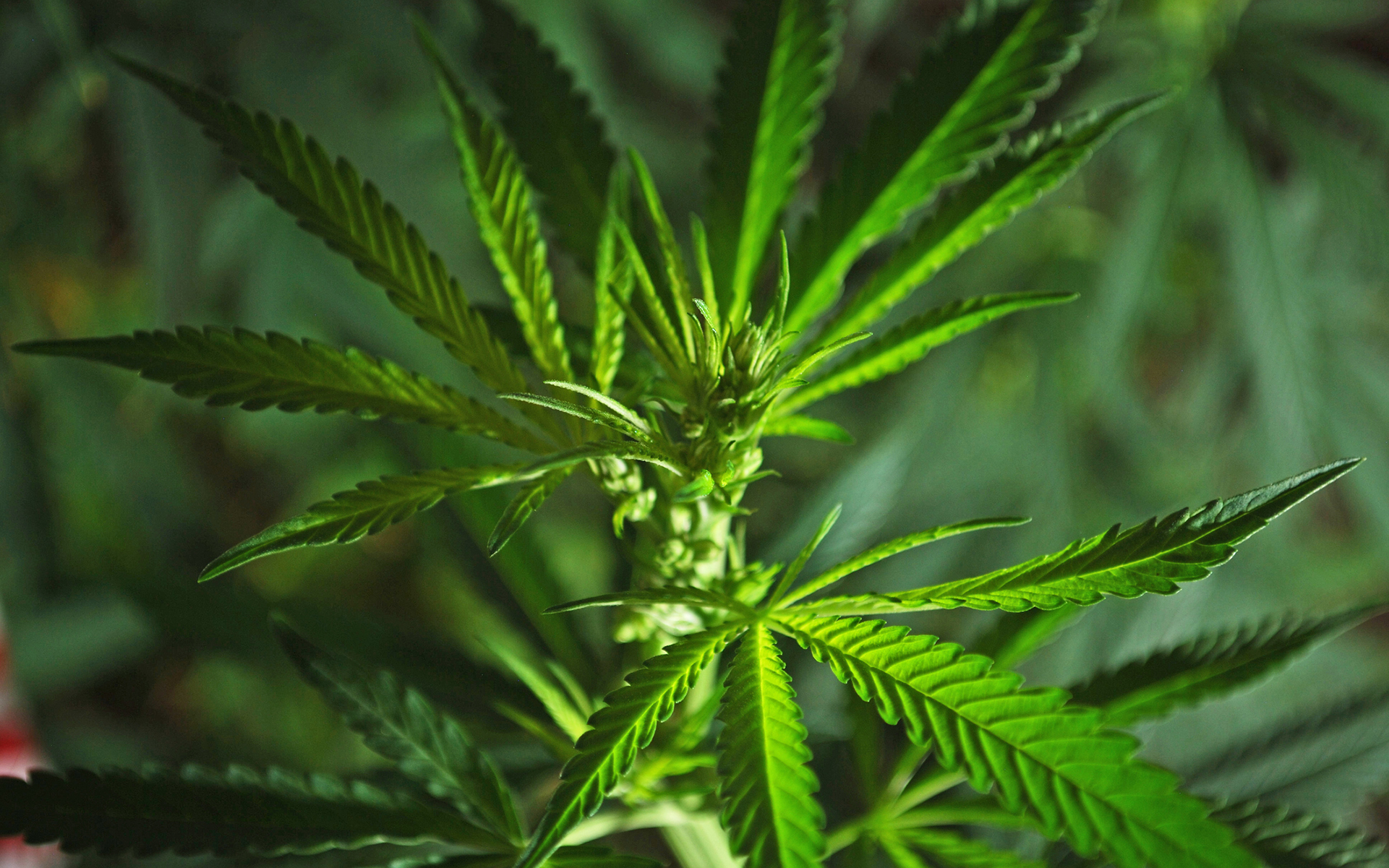 How Can Technology Enhance Our Canna