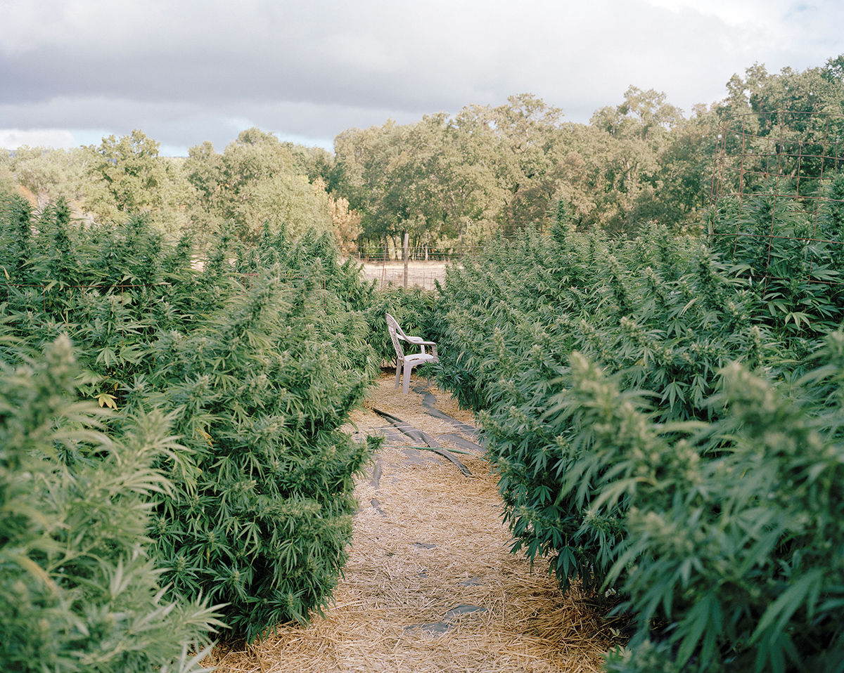 Does Smoking Pot Make You More Creat