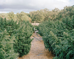 Does Smoking Pot Make You More Creat