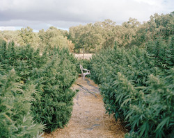 Does Smoking Pot Make You More Creat