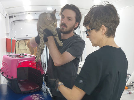 Veterinarians taking care of a cat