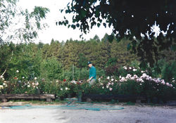 wateringroses