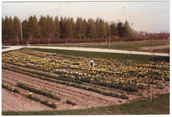 daffodils1986