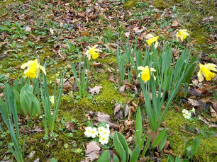 ‘Daffodils, that come before the swallow dares, and take the winds of March with beauty’
