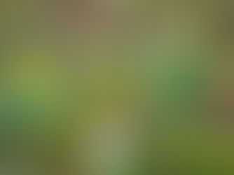 ‘Daffodils, that come before the swallow dares, and take the winds of March with beauty’