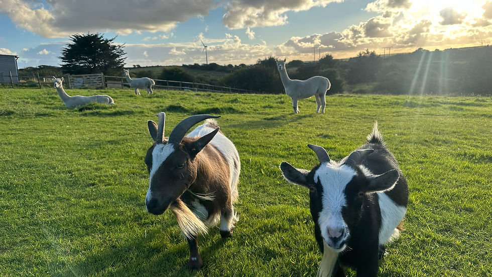 Close-up of a friendly goat standing in a lush green field