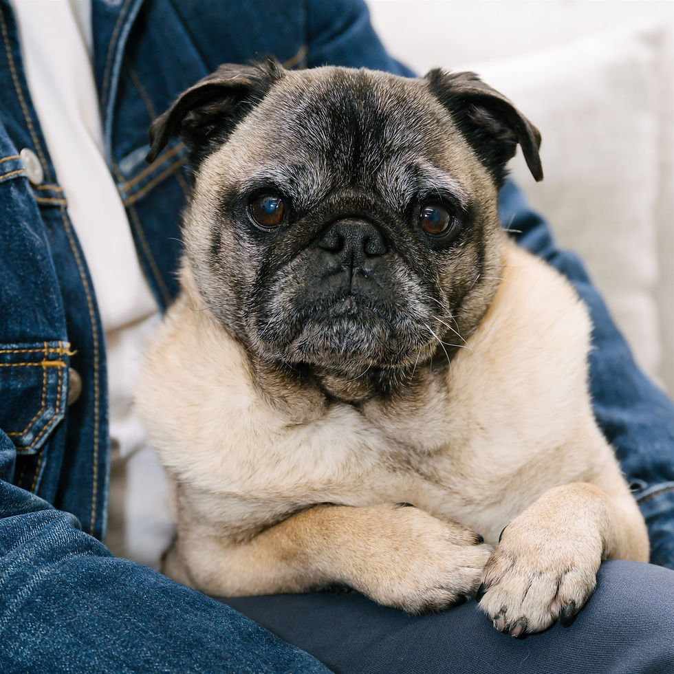 A close up photo of Matt's pug, Tyson