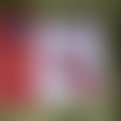 REJNALDO ARENAS - PRE NEGO ŠTO PADNE NOĆ