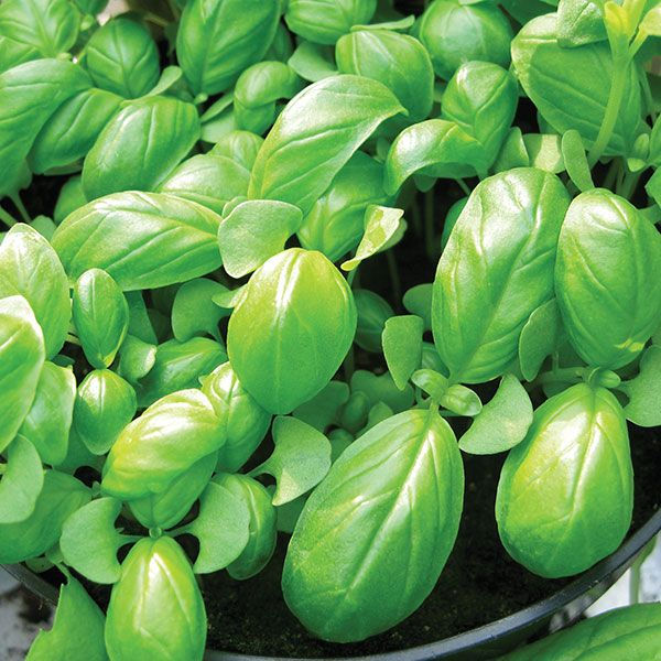 Thumbnail: Basil Sweet Genovese Herb Seeds