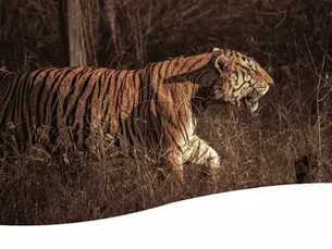 Ein laufender Tiger als Symbol für den Monat des Tigers