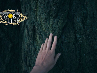 Like A Tree