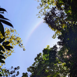 A photo of a rainbow in the sky above the rainforest canopy.