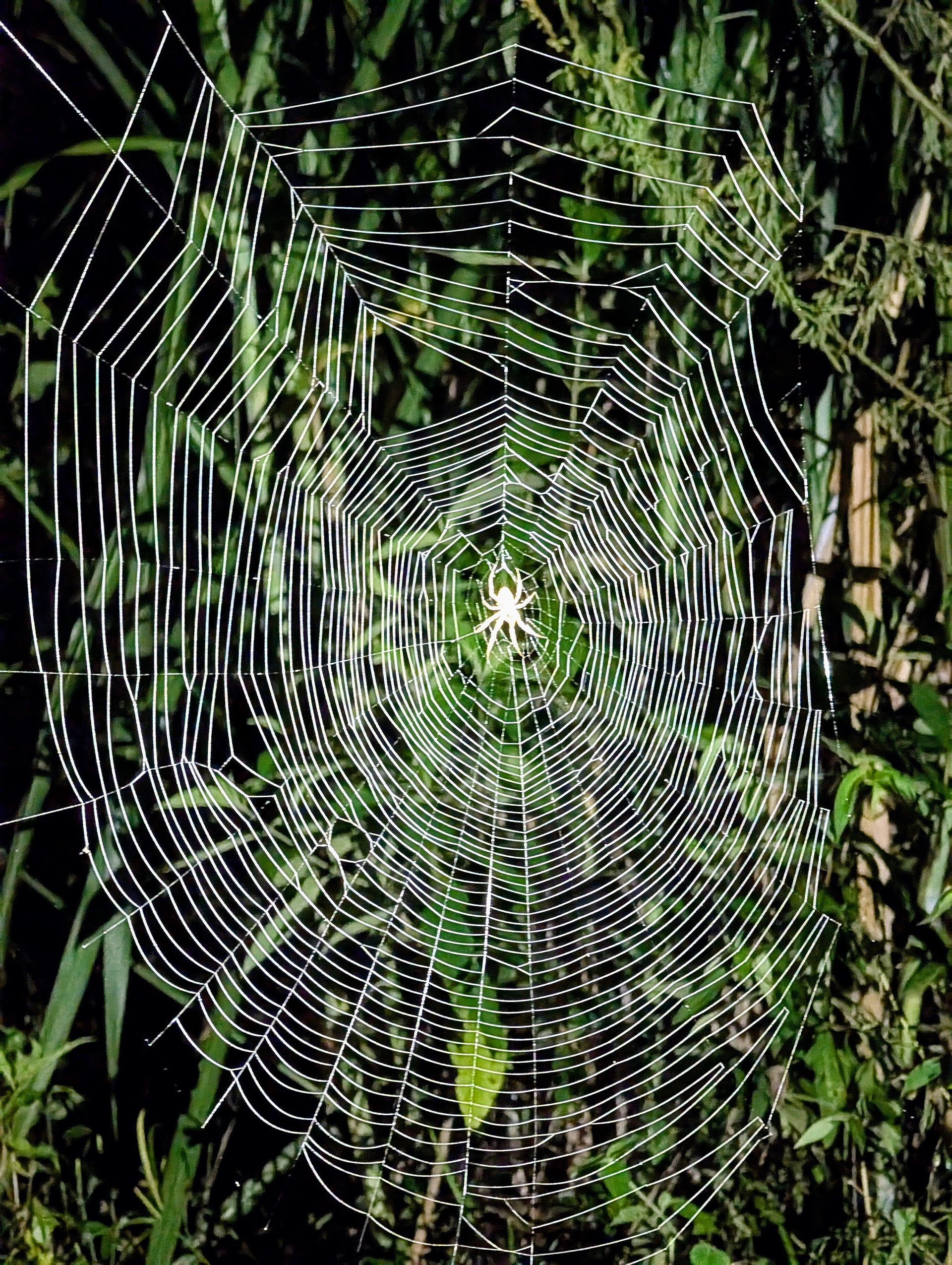 A photo of a spider on its web.