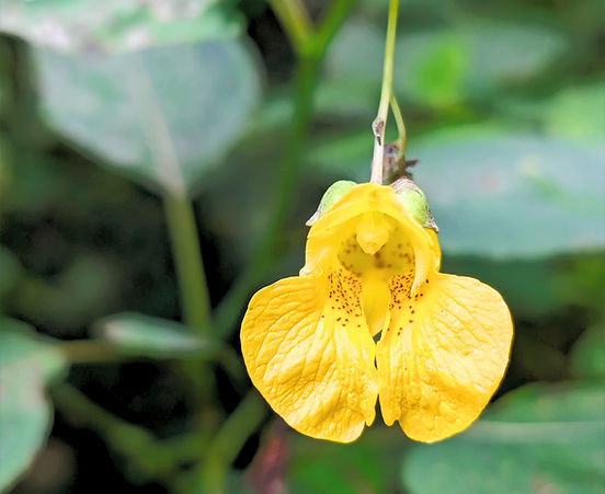 Photo of a Pale Touch-me-not bloom