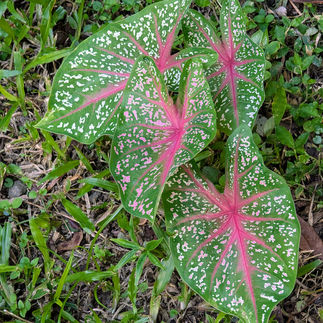 A photo of a pink and green plant growing in the grass.