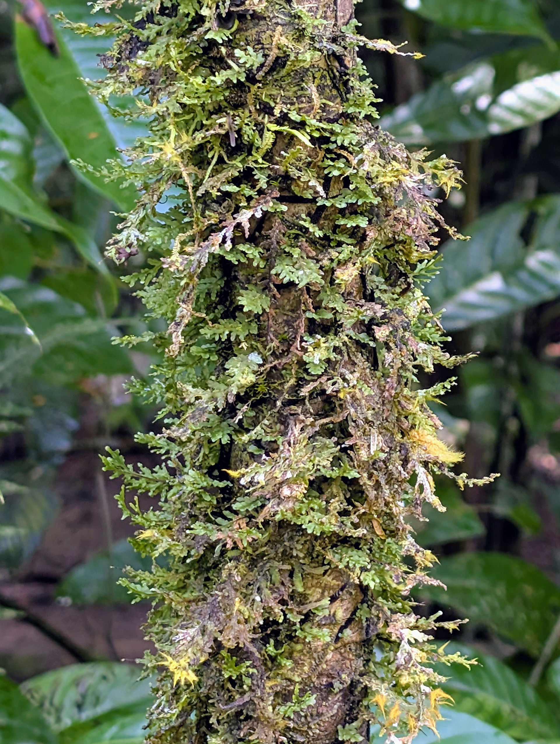 A photo of thick moss on a tree trunk.