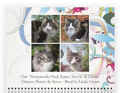 Norwegian Forest Cat Club | UK