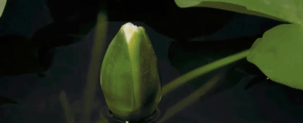crls_site_header_lotus.gif