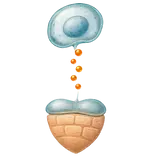 icona che rappresenta risvegliare il derma