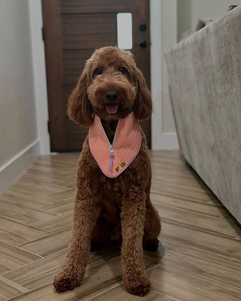 A red medium goldendoodle with a wavy coat, available for free in Dallas/Ft. Worth Tx to a guardian home family from Dream A Little Doodle.