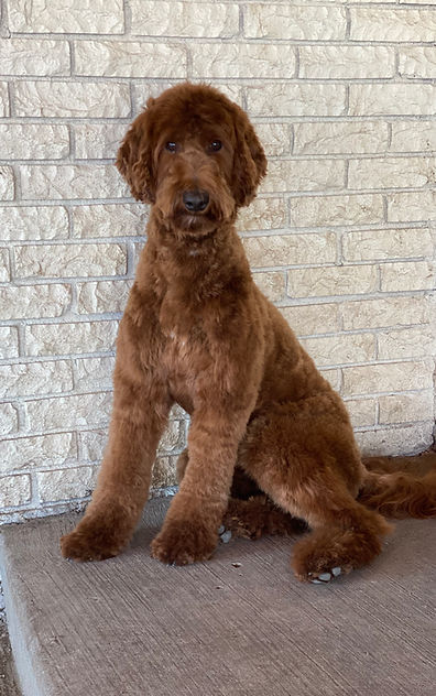 Bailey is medium dark red goldendoodle mom for Dream A Little Doodle in the Dallas/ Ft. Worth metroplex. She is an expecting mother of goldendoodle puppies expected to arrive at Dream A Little Doodle in the Spring of 2026.