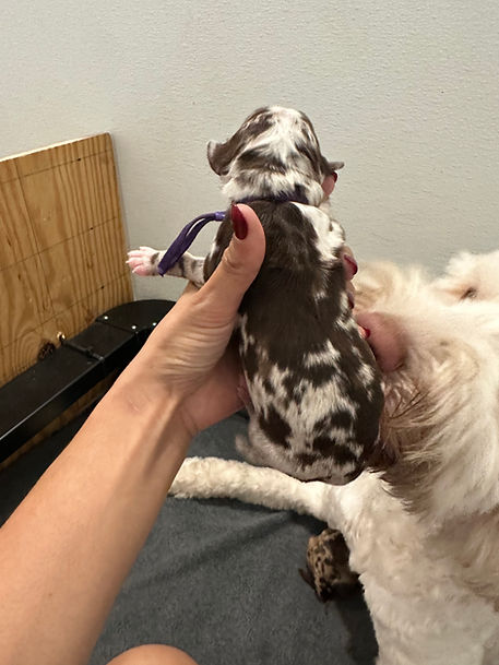 A harlequin merle goldendoodle puppy intentionally loved and raised at Dream A Little Doodle in Dallas,Tx right before the holidays.