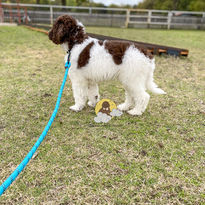 A brown parti Goldedoodle puppy on its outdoor adventures by Dream A Little Doodle, a responsible goldendoodle breeder raising confident and well-rounded puppies in Texas.