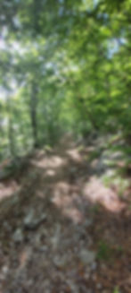 Wanderweg durch den Wald